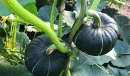 吃西湖瓜的网红是谁啊图片,一瓜成名，风靡全网